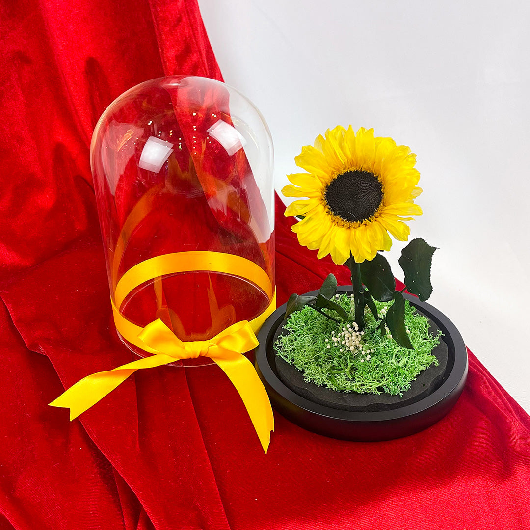 Girasol Preservado