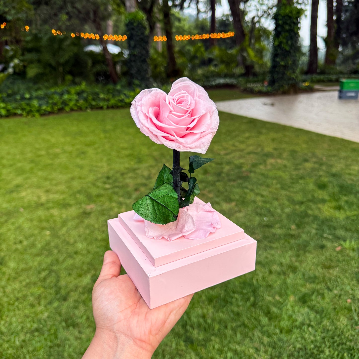 Rosa corazón