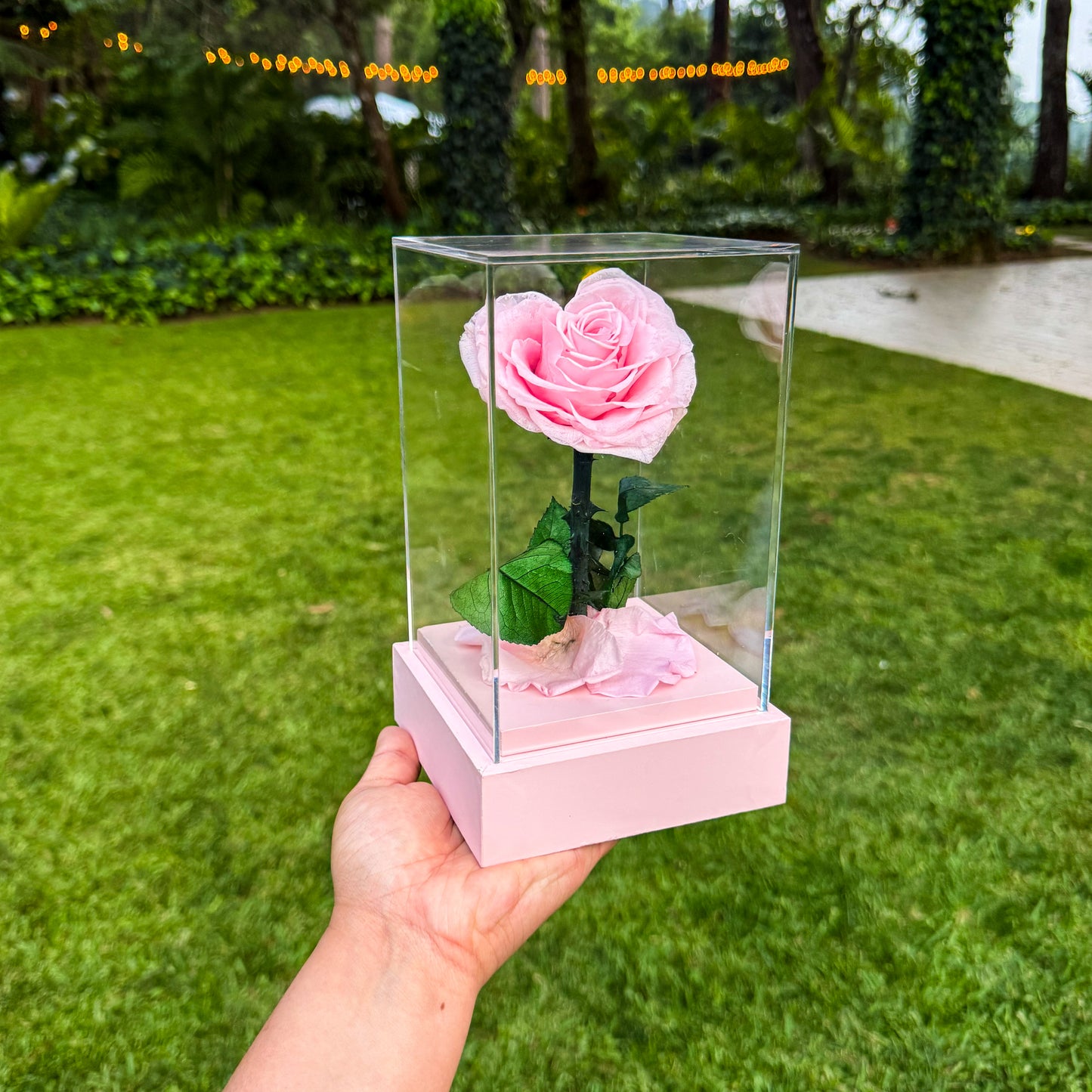 Rosa corazón
