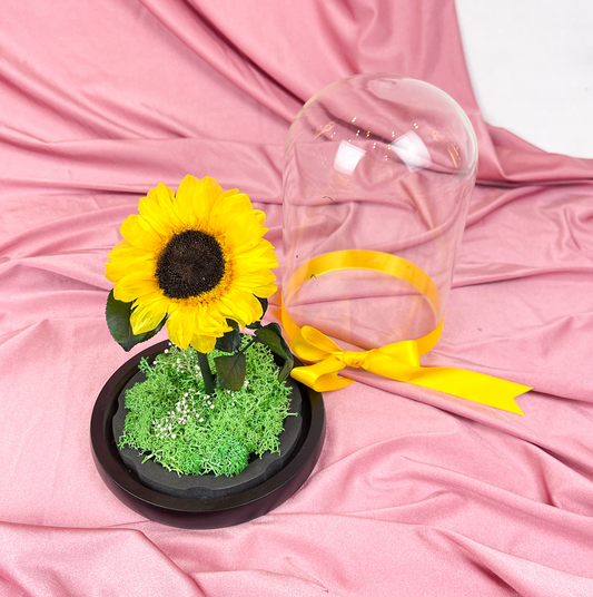 Girasol preservado